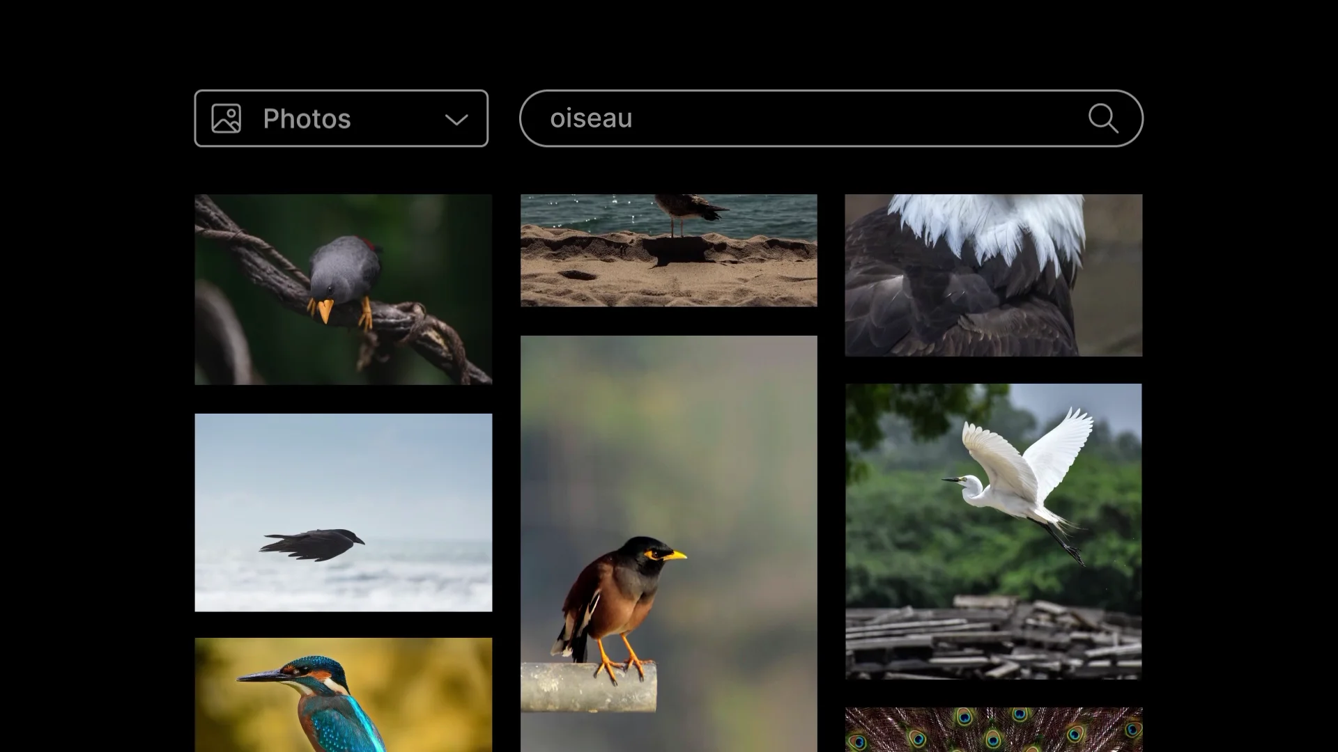 Capture de la vidéo : composition graphique simulant l'interface d'une banque d'images, avec des images d'oiseaux.
